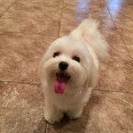 Un Cav-A-Malt sur un sol carrelé et ayant la langue pendante