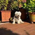 Un Cav-A-Malt assis et portant un collier autour du cou 