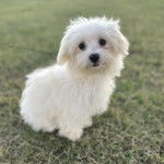 Un Cav-A-Malt assis sur un terrain herbeux et regardant vers la caméra 