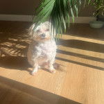 Un Cav-A-Malt assis sur un plancher et regardant la caméra 