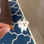 Un Cav-A-Malt assis sur un tapis et regardant vers la caméra 