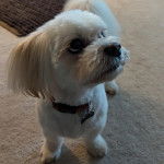 Un Cav-A-Malt sur une moquette et portant un collier autour du cou