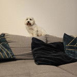 Un Cav-A-Malt assis sur un canapé et semblant détendu 