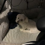 Un Cav-A-Malt allongé dans un panier 