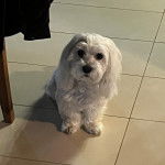 Un Cav-A-Malt assis sur un sol carrelé et regardant la caméra 