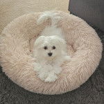 Un Cav-A-Malt allongé dans un panier et regardant vers la caméra 