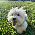 Un Cav-A-Malt allongé sur un terrain herbeux tirant la langue et qui est tenu en laisse