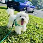 Un Cav-A-Malt sur une surface herbacée ayant la langue pendante et qui est tenu en laisse 