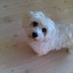 Un Cav-A-Malt sur un plancher et regardant vers la caméra 