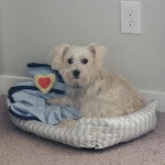 Un Cav-A-Malt assis dans un panier et portant un collier autour du cou