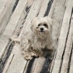 Un Cav-A-Malt assis sur un tapis 