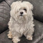 Un Cav-A-Malt assis sur un canapé et semblant détendu