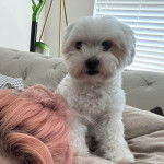 Un Cav-A-Malt assis sur un lit et semblant détendu