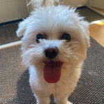 Un Cav-A-Malt sur un tapis et tirant la langue 