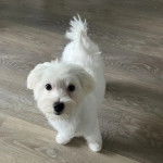 Un Cav-A-Malt sur un plancher et regardant vers la caméra