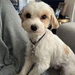 Un Cav-A-Malt assis et portant un collier autour du cou