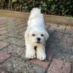 Un Cav-A-Malt sur un sol pavé et regardant vers la caméra 