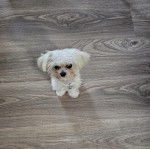 Un Cav-A-Malt assis sur un plancher et portant un collier autour du cou