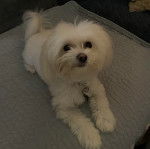 Un Cav-A-Malt allongé et portant un collier autour du cou