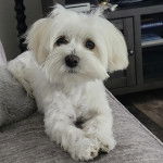 Un Cav-A-Malt allongé sur un canapé et semblant détendu 