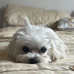 Un Cav-A-Malt allongé sur un lit et regardant vers la caméra 