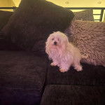 Un Cav-A-Malt assis sur un canapé 