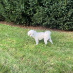 Un Cav-A-Malt marchant sur une surface herbacée et regardant vers la caméra 