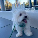 Un Cav-A-Malt tirant la langue et qui est tenu en laisse 