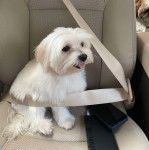 Un Cav-A-Malt assis sur le siège d'une voiture et tirant la langue 