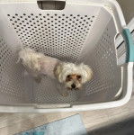 Un Cav-A-Malt dans un panier et regardant vers la caméra 