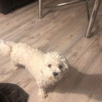 Un Cav-A-Malt sur un plancher et regardant la caméra 