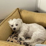 Un Cav-A-Malt allongé dans un panier et regardant vers la caméra 