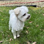 Un Cav-A-Malt sur une surface herbacée 