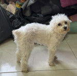 Un Cav-A-Malt sur un sol carrelé et regardant vers la caméra 