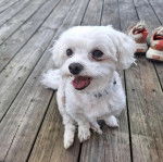 Un Cav-A-Malt assis sur un plancher et portant un collier autour du cou