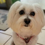 Un Cav-A-Malt assis sur un sol carrelé et portant un collier autour du cou