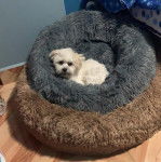 Un Cav-A-Malt allongé dans un panier et regardant vers la caméra 