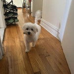 Un Cav-A-Malt marchant sur un plancher et regardant vers la caméra 