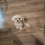 Un Cav-A-Malt assis sur un plancher et semblant détendu