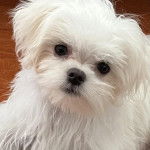 Un Cav-A-Malt regardant vers la caméra 