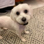 Un Cav-A-Malt sur un tapis et portant un collier autour du cou