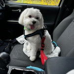Un Cav-A-Malt assis sur le siège d'une voiture et portant un harnais 