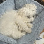 Un Cav-A-Malt allongé dans un panier et regardant vers la caméra 