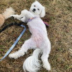 Un Cav-A-Malt allongé sur le dos sur une surface herbacée et qui est tenu en laisse 