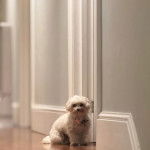 Un Cav-A-Malt assis sur un plancher et portant un collier autour du cou