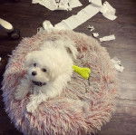 Un Cav-A-Malt allongé dans un panier et portant un collier autour du cou