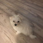 Un Cav-A-Malt assis sur un plancher et regardant vers la caméra 