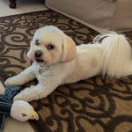 Un Cav-A-Malt allongé sur un tapis et portant un collier autour du cou