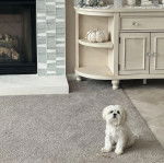 Un Cav-A-Malt assis sur un tapis et semblant détendu