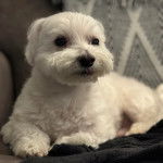 Un Cav-A-Malt allongé et semblant détendu